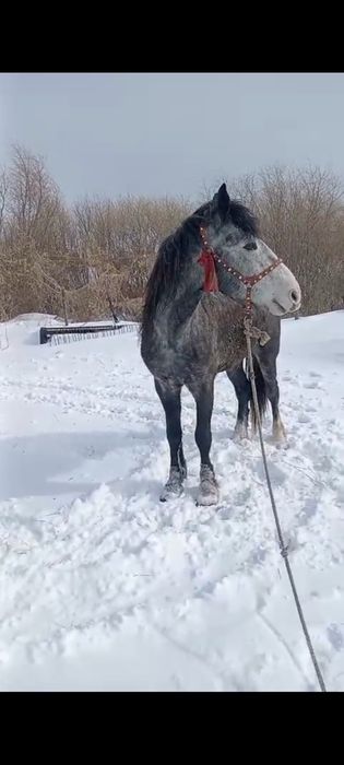 Продам кабылу и двух жеребцов