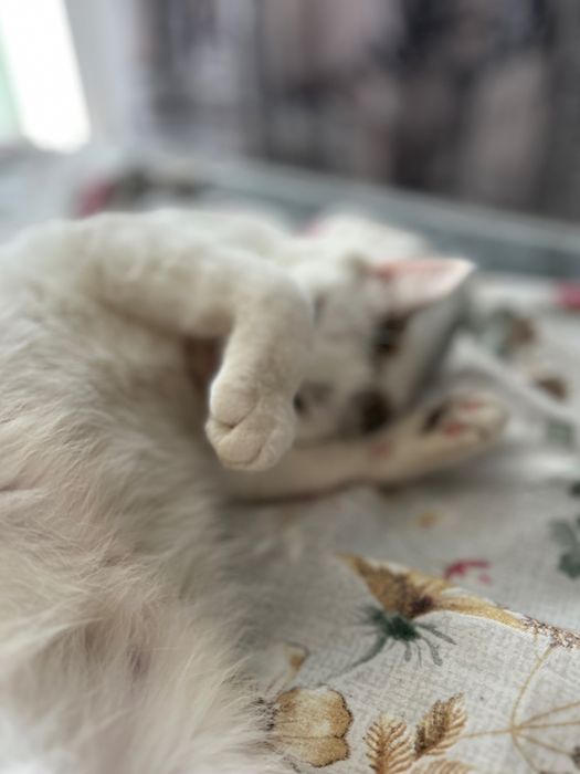 Кошечка бесплатно