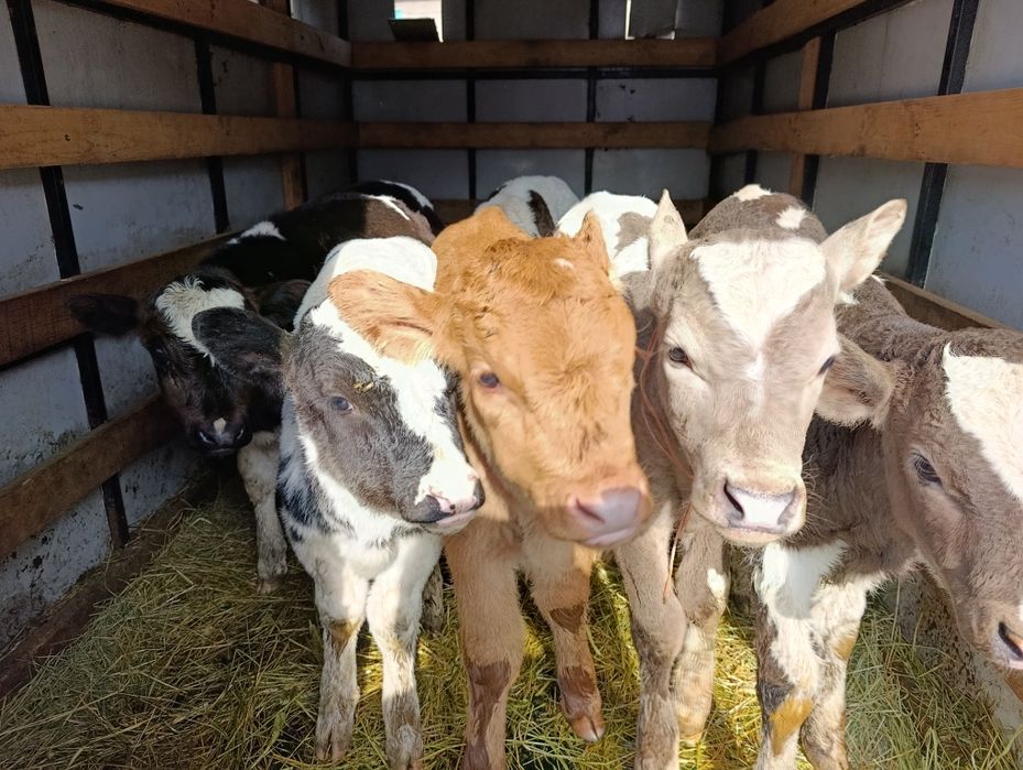 Телята бычки 7 голов Еркек бузаулар