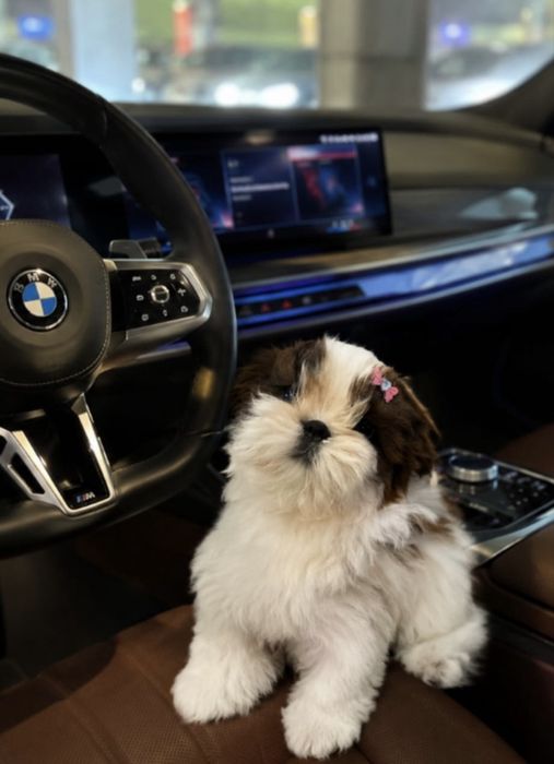 Shih tzu mini toy
