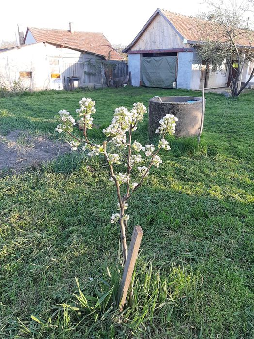 Teren 2000 mp cu front mare, + casa cu utilitati Biharkeresztes