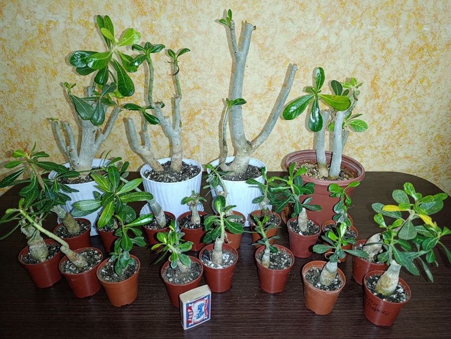 Адениум Микс. Продаю свои семена и черенки. И  Укоренённые черенки