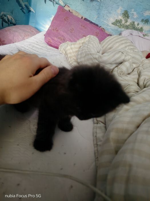 Отдам котенка в добрые руки.