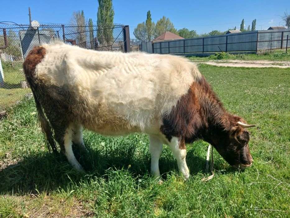 Сатылады бағасы 650000