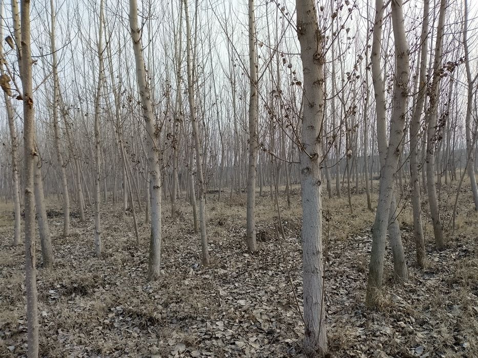 Kaliforni teraklar sotiladi