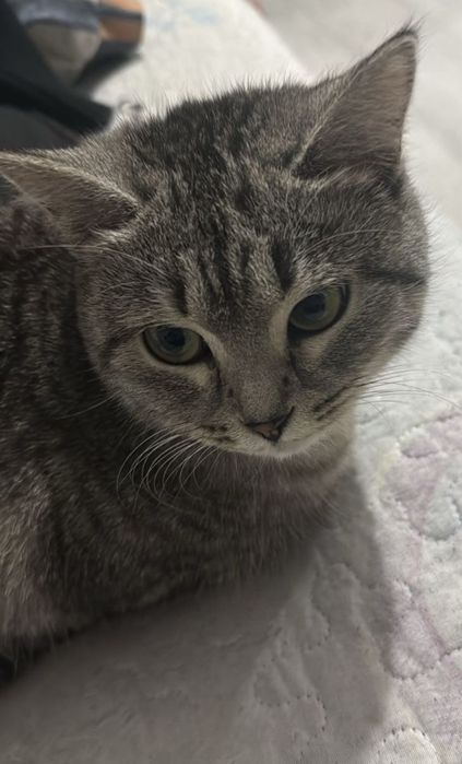 Отдам кошечкув хорошие руки