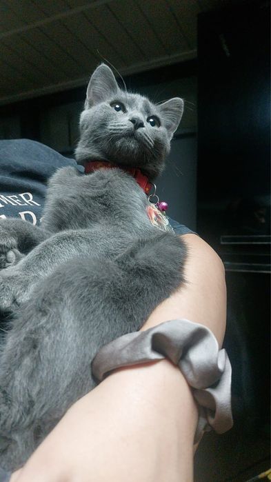 котик ищет любящий дом!