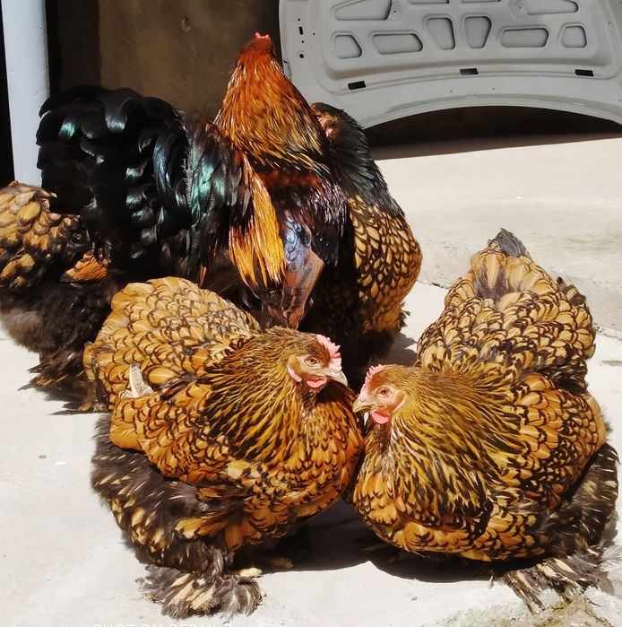 Brama Zolota tuxm jojalari