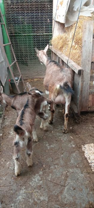 Vând capră Alpino Franceză cu 2 iezi