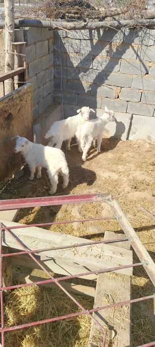 Ешкы сатылады 500мын бары