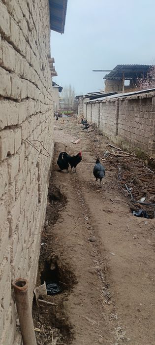 Астролоп хуроз товук жужалари сотилади