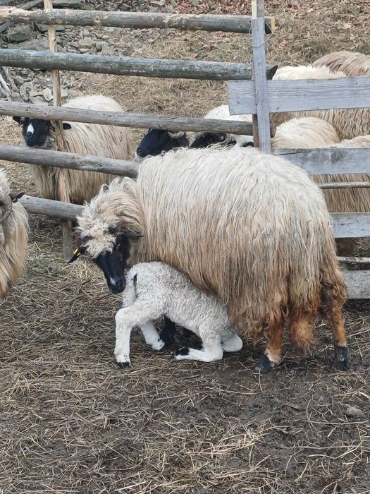 4 oi fatate de vanzare