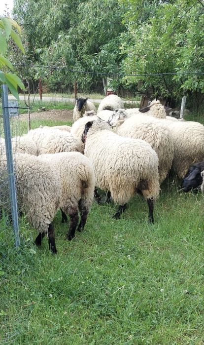 Oi suffolk mai multe detali la tel