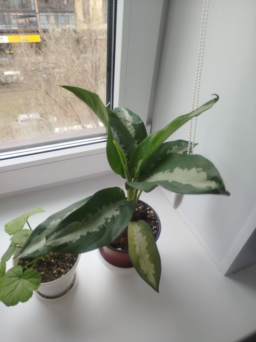 Гүлдер сатылымда,