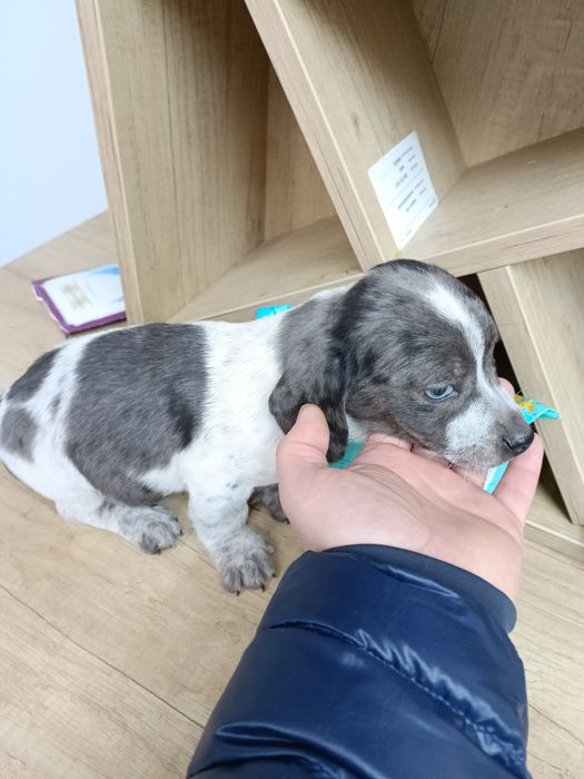 Teckel mini arlechin merle tekel mini