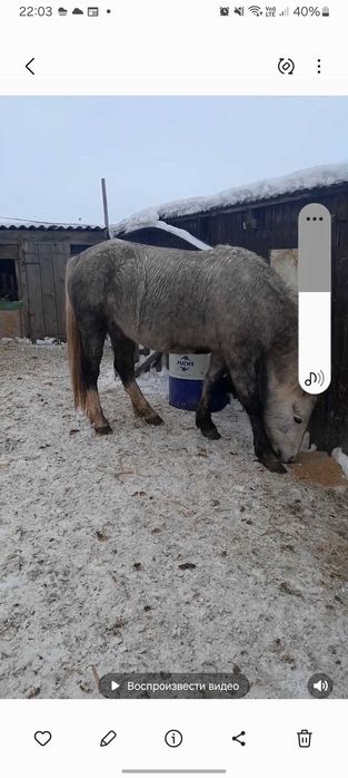 Жеребая  кабыклка 4 года