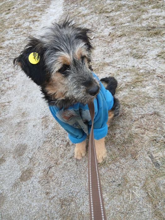 Взяв-решаете проблемы с кинологом, стерилизацией и, конечно, временем