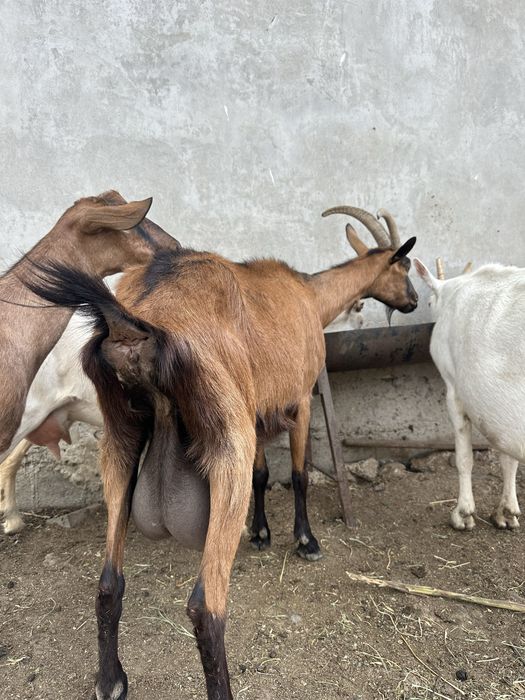 Capra Alpina Franceza!