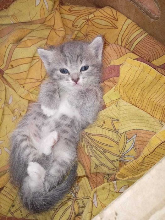 Отдам котят в добрые руки