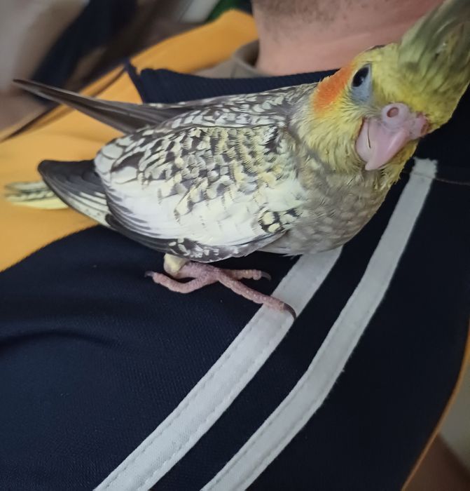Papagali nimfe pui blanzi crescuti la mana