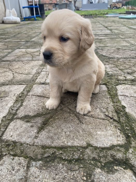 Бебета Лабрадори