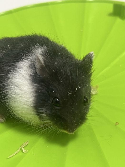 Vand pui de hamster pitic 35 lei bucata