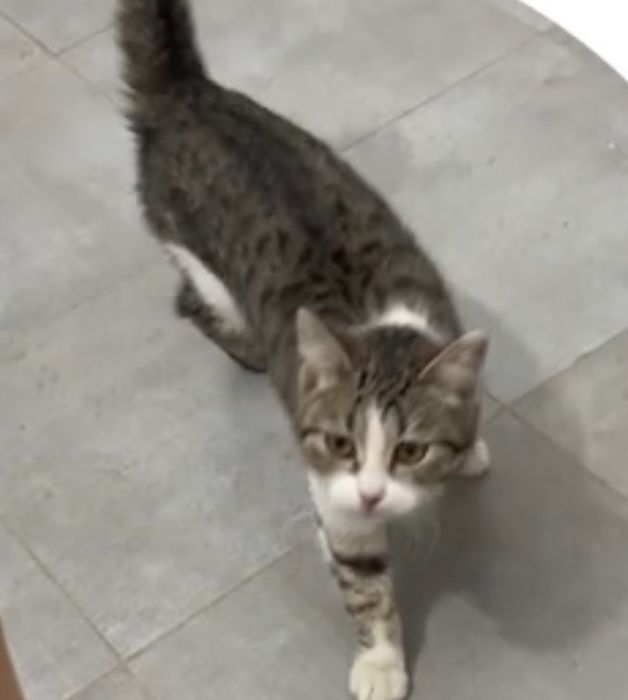 Отдам кошечку в добрые руки!