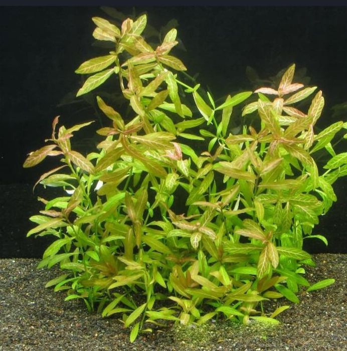 Растения для акварюма и рыбки