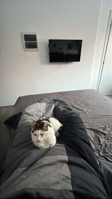 Pisica de 6-7 ani. Caut pe cineva care poate sa o adopte.