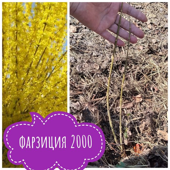 Цветы  комнатные