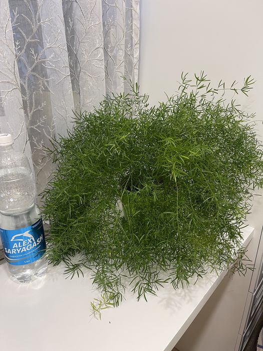 Фикус Али, Хлорофитум кудрявый, Аспарагус