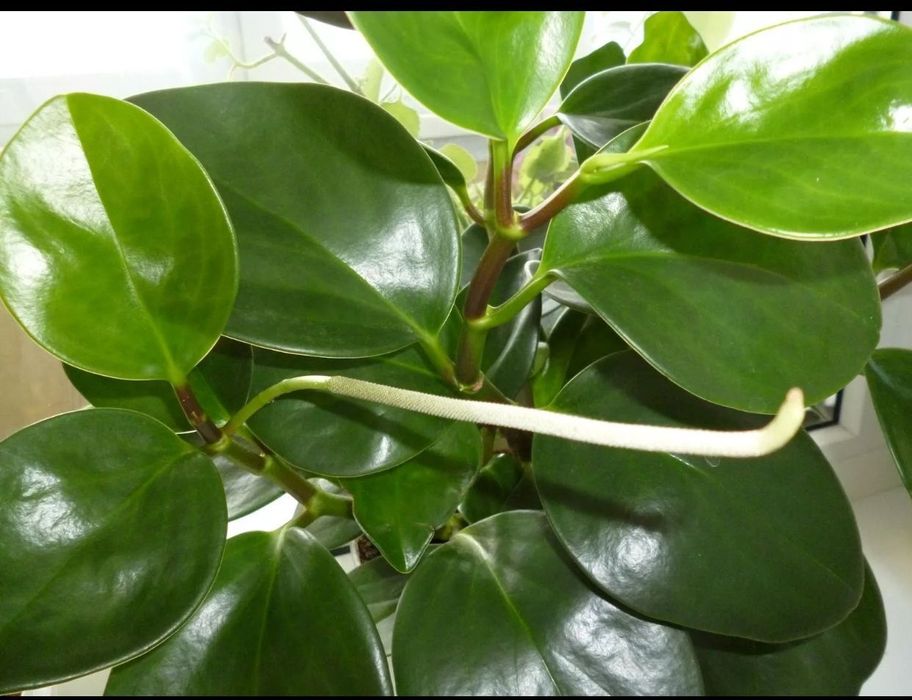 Пеперомия туполистная