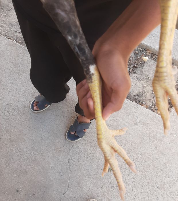 Dakeng xoroz toza zot