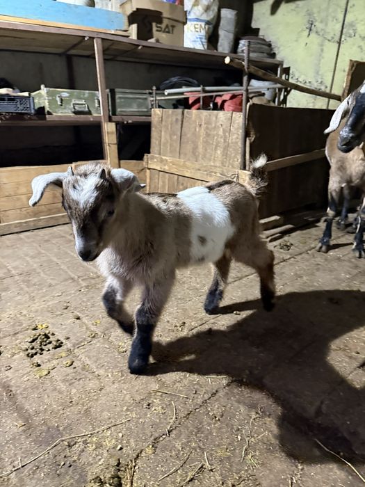 Нубийский парода лақ сатам срочна