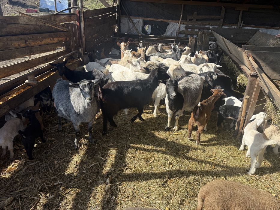 Capre cu iezi disponibile