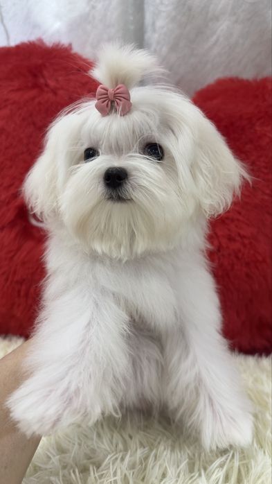 Очаровательная малышка  мальтезе беби фейс