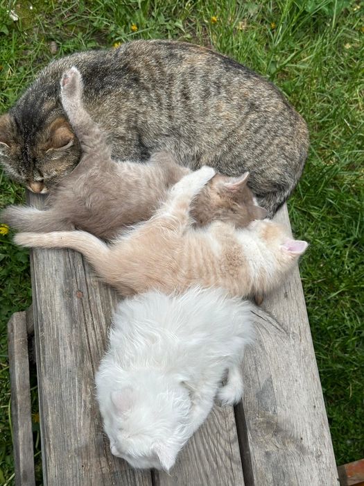 Отдам в добрые руки котят