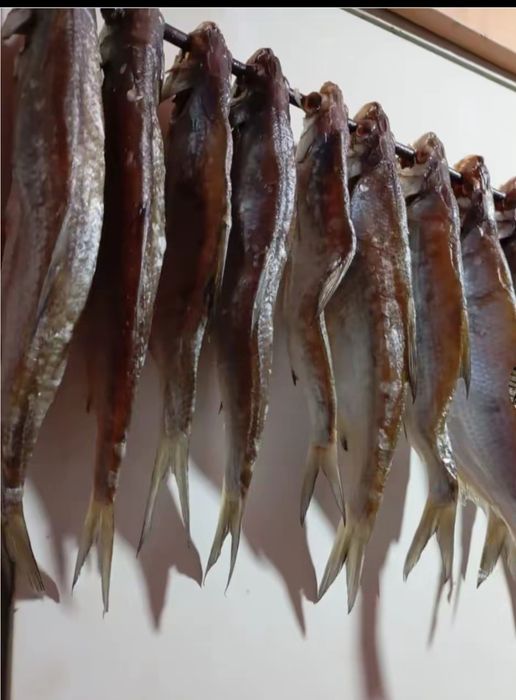 Май балық, ребец