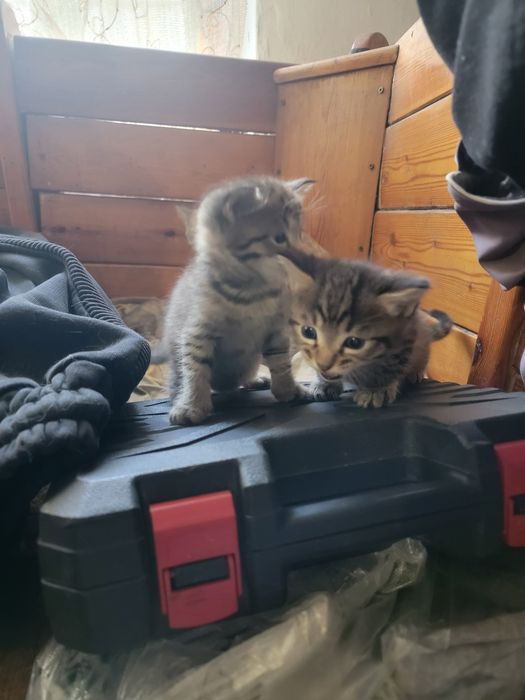 Отдаём котят в хорошие руки
