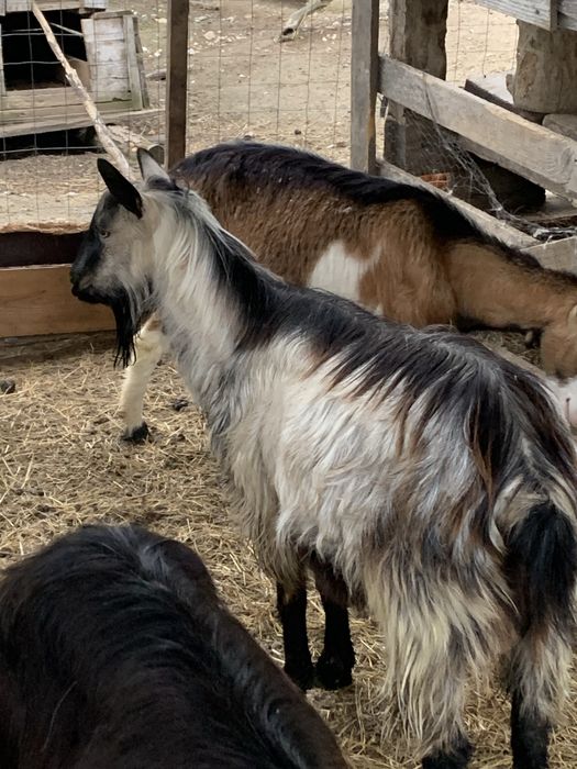 Tap de vanzare tanar