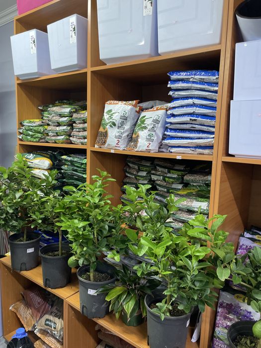 Комнатные растения дешевые