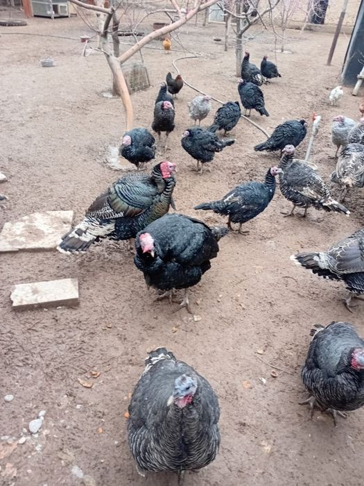 Индюки 7 месячные.