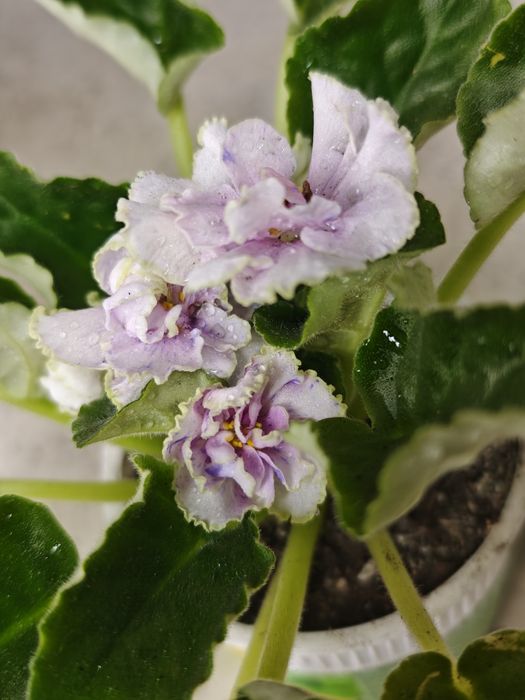 Разные комнатные цветы