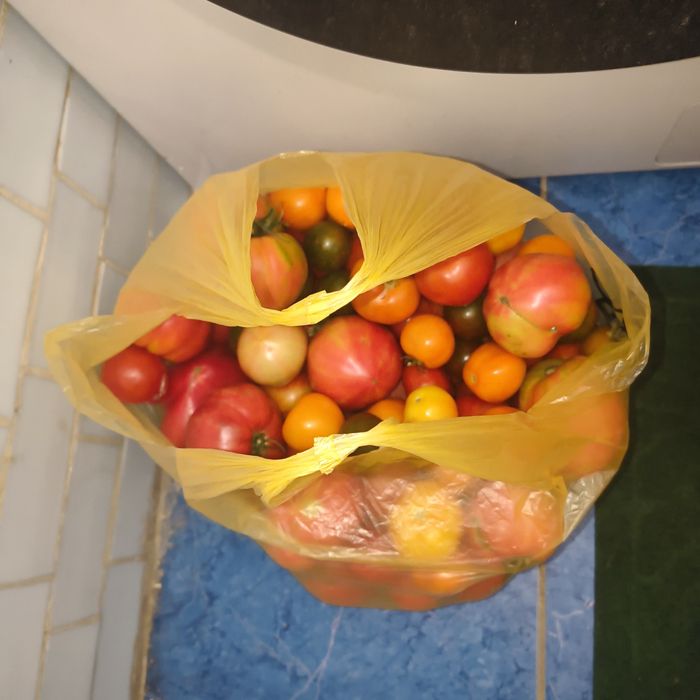 Продам помидоры  дачные
