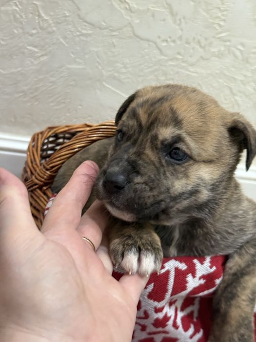 Милые щеночки в дом