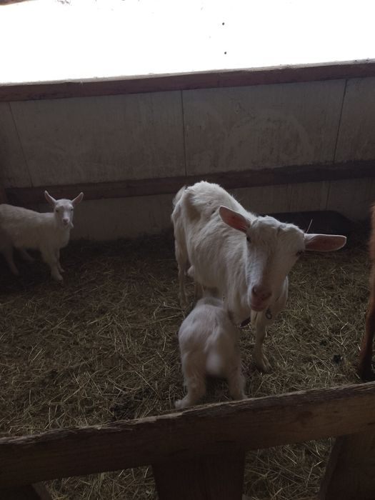 Vând capre sannen și metis de sannen cu alpină