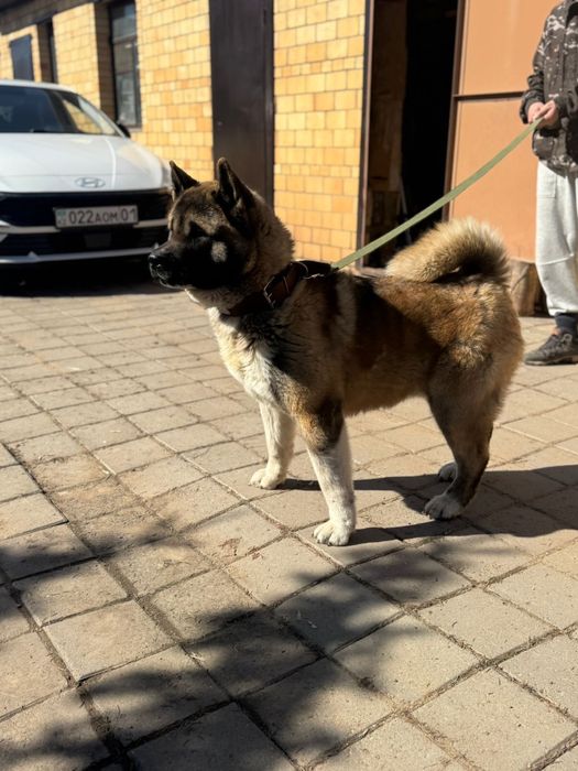 Американская акита