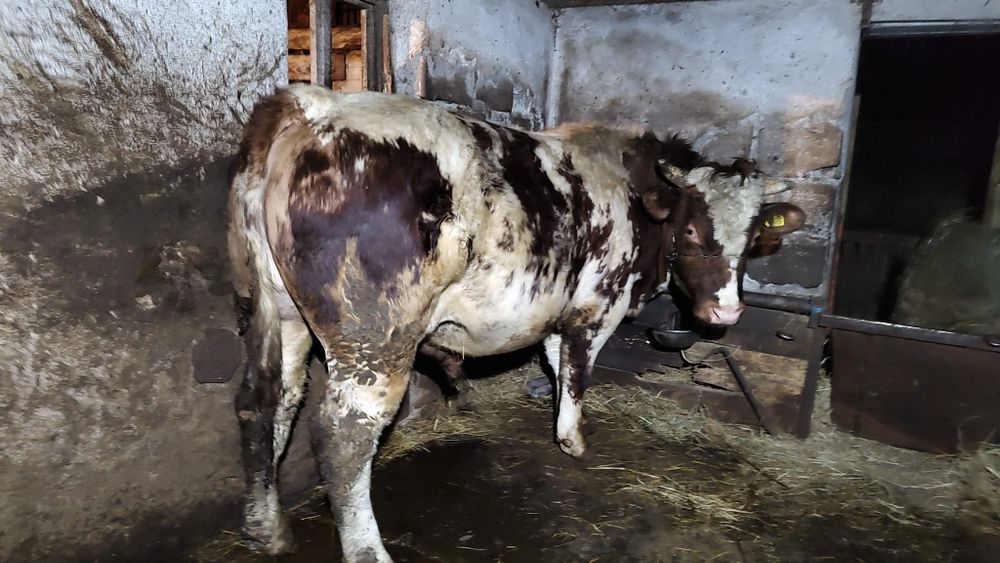 Vând Taur baltata românească 700kg