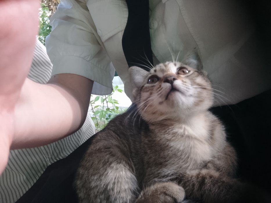 Кошка отдается БЕСПЛАТНО в добрые руки