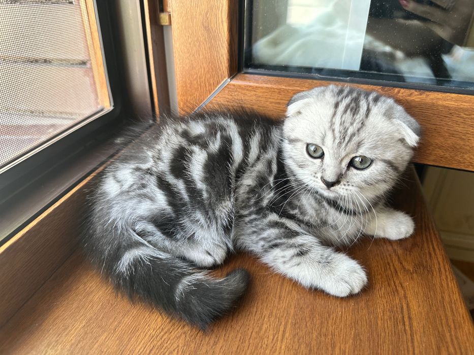 Шотландские котята мальчики